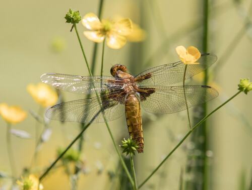 Tuinposter_80x60cm_101.pdf.jpg