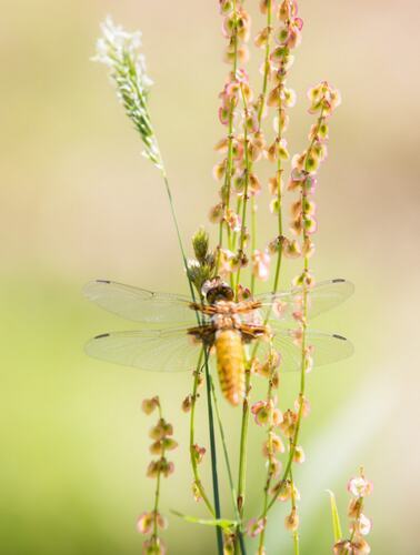 Tuinposter_60x80cm_80.pdf.jpg