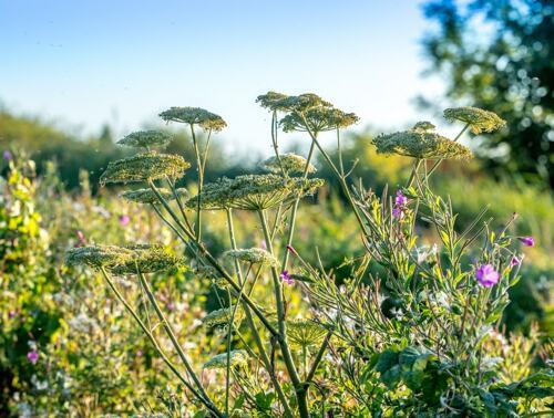 Tuinposter_80x60cm_84.pdf.jpg