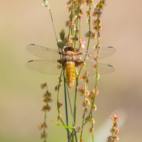 Tuinposter_100x100cm_88.pdf.jpg